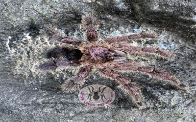 AVICULARIA SP COLUMBIA TARANTULA